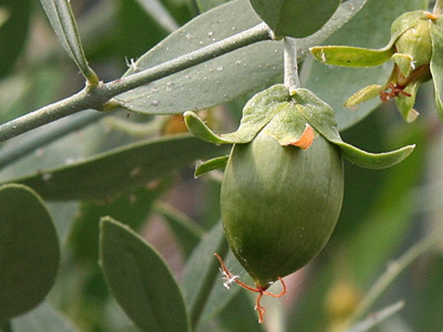 ORGANIC JOJOBA OIL - beard oil ingredient