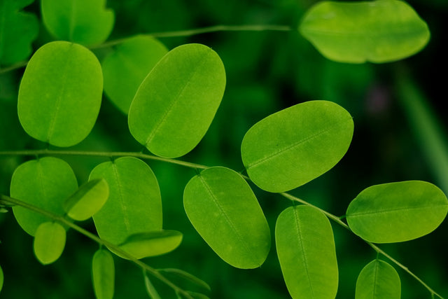 VIRGIN MORINGA OIL - beard oil ingredient